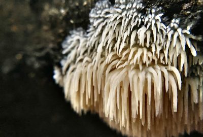 Best Lion’s Mane Mushroom Extract for Memory Enhancement Guide